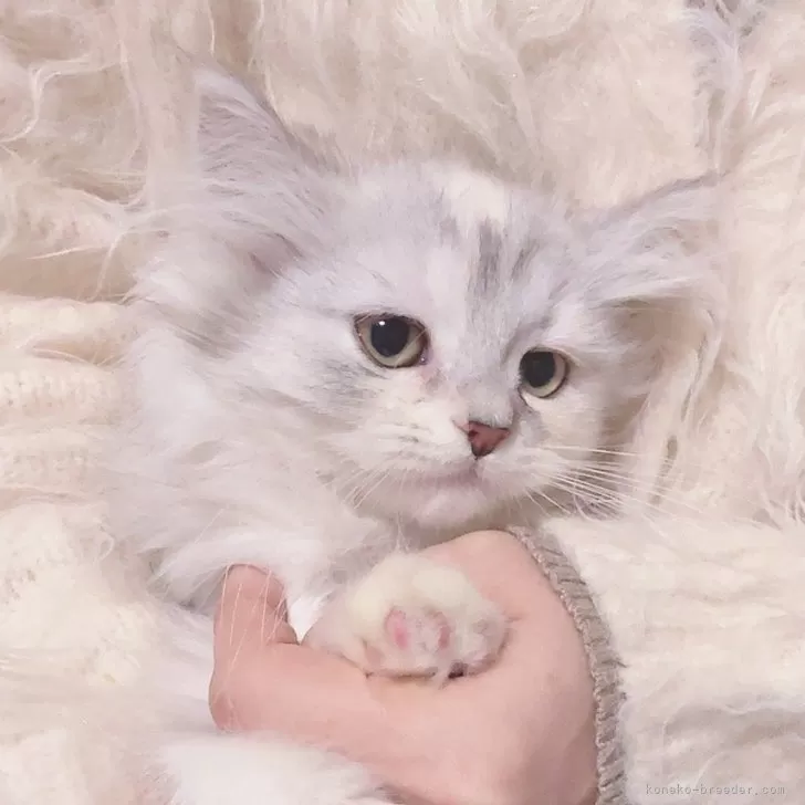 ID:2412-01349の子猫