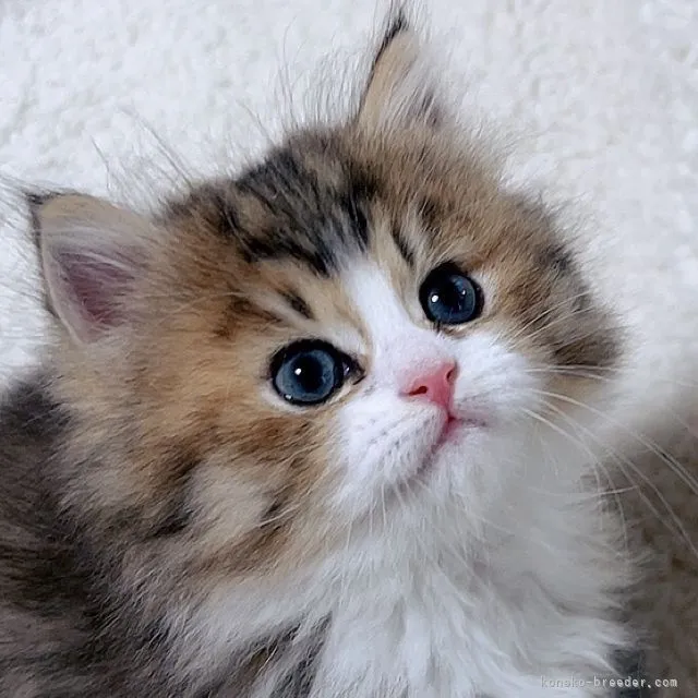 S.H 様のお迎えした子猫