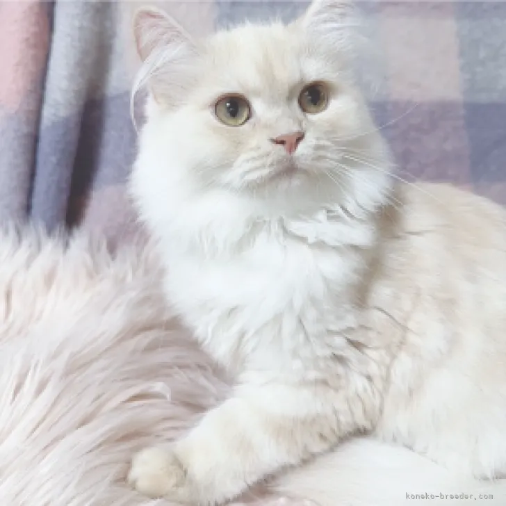 ID：2306-03126の子猫