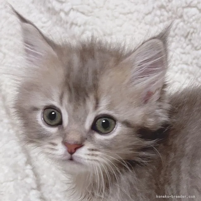 S.A 様のお迎えした子猫