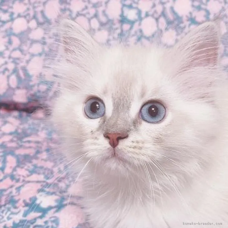 ID：2206-02783の子猫