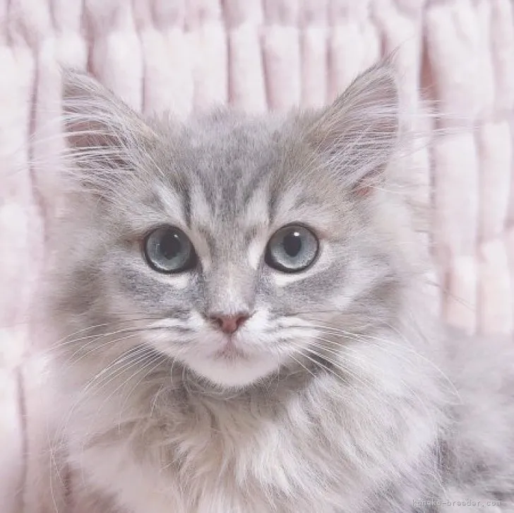 ID:2308-01958の子猫