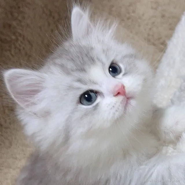 S.S 様のお迎えした子猫