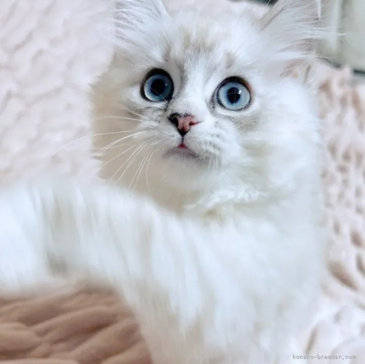 A.T 様のお迎えした子猫