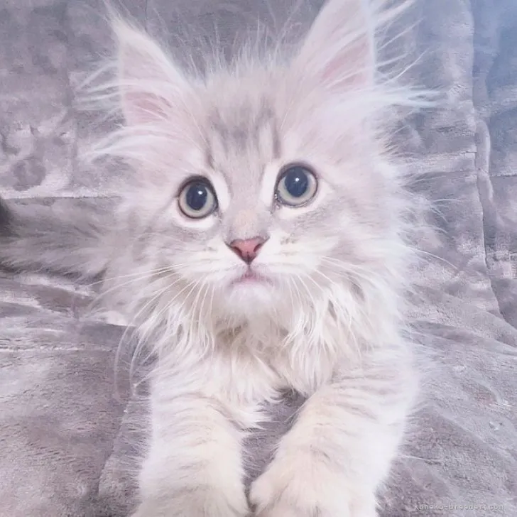 ID：2308-01978の子猫