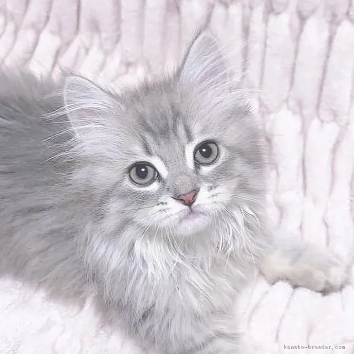 ID：2308-01990の子猫