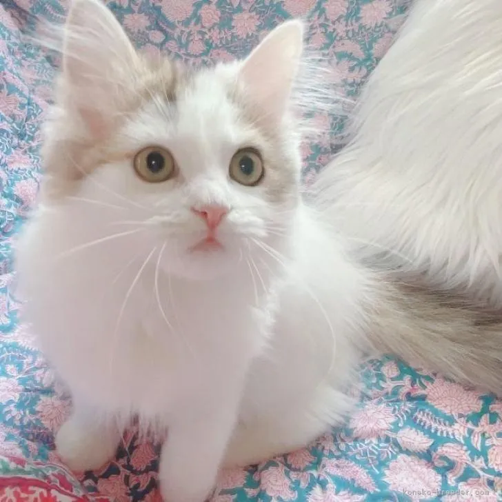 ID：2211-00333の子猫