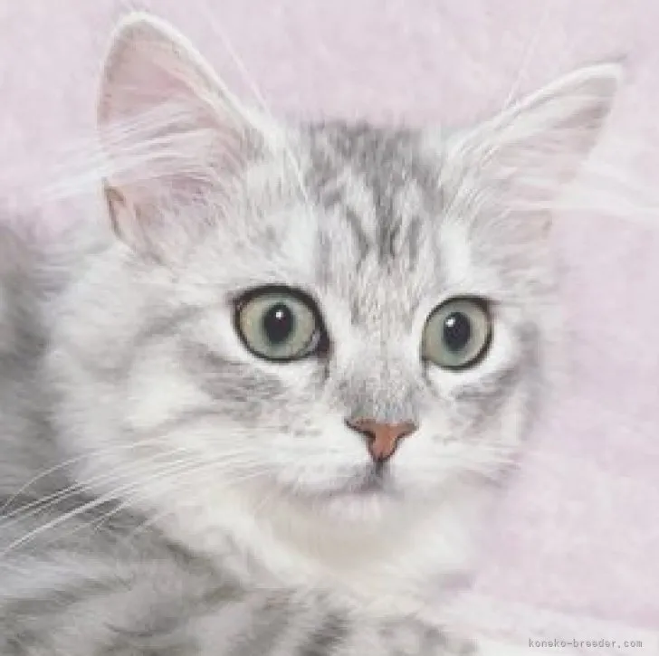 ID：2303-01056の子猫