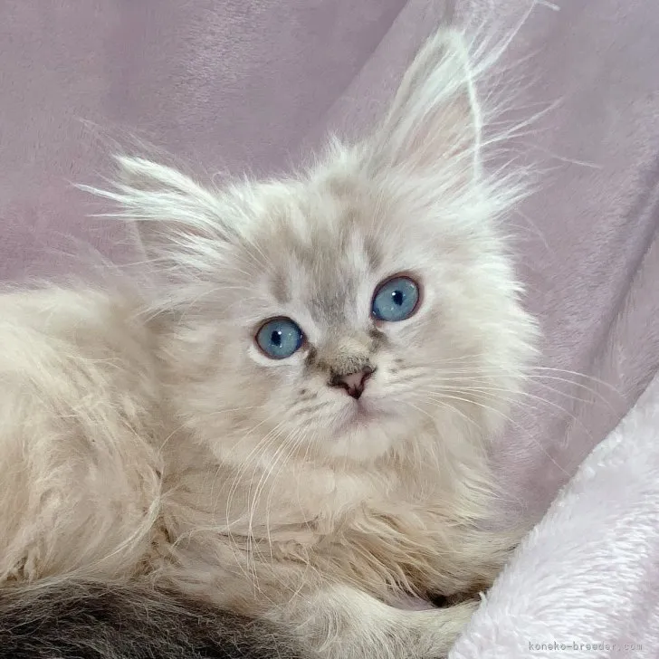 ID：2307-03289の子猫