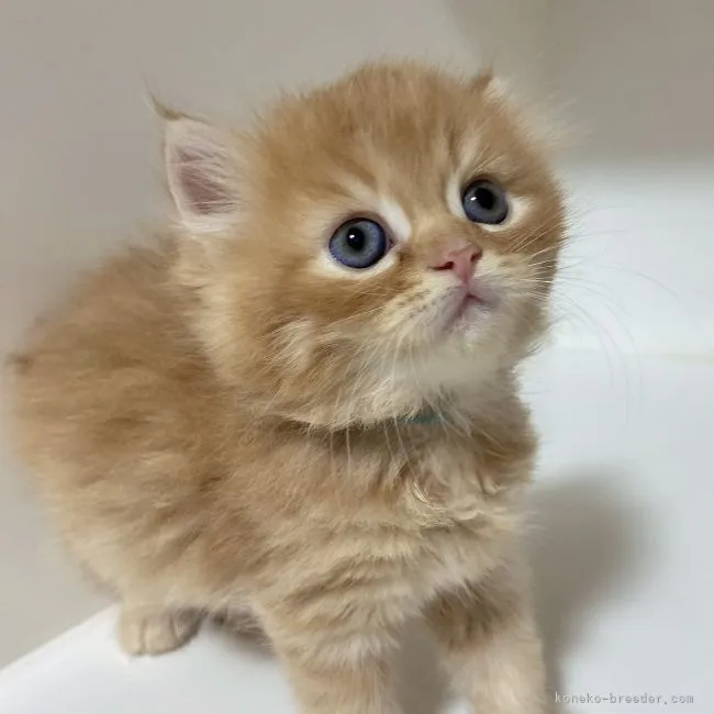 ちるる 様のお迎えした子猫