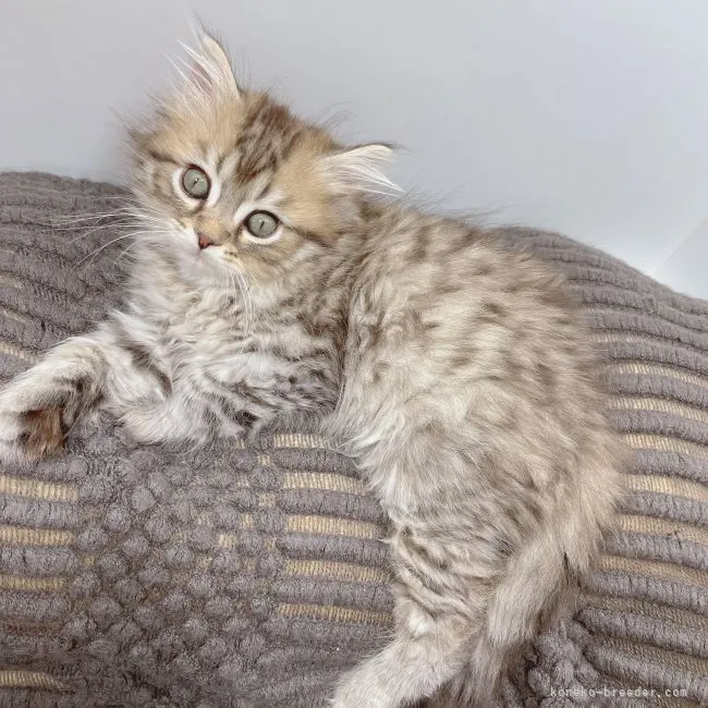 ID：2105-02047の子猫