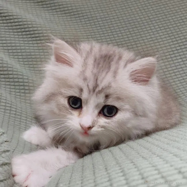 ID:2108-00596の子猫