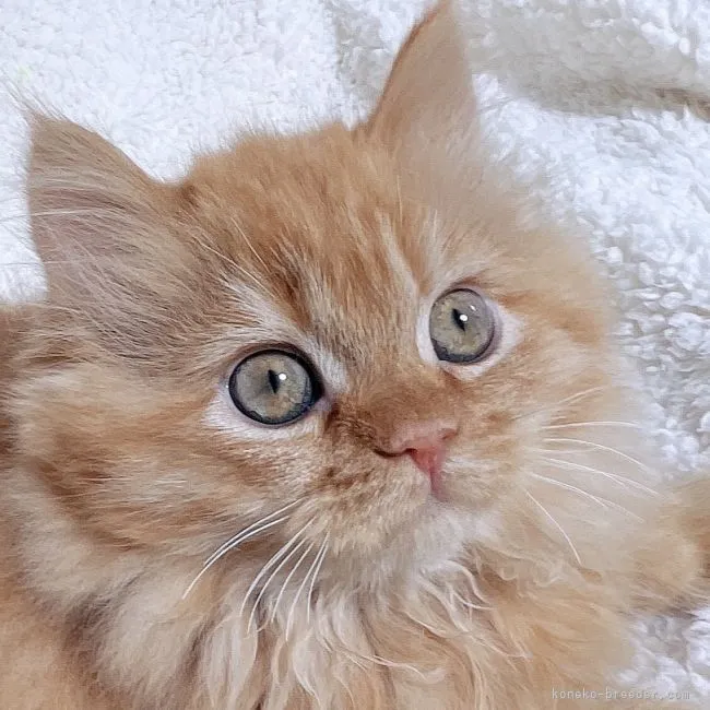 S.I 様のお迎えした子猫