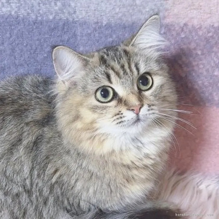 ID:2304-03614の子猫
