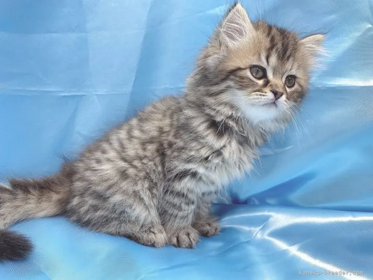 シャラク 様のお迎えした子猫