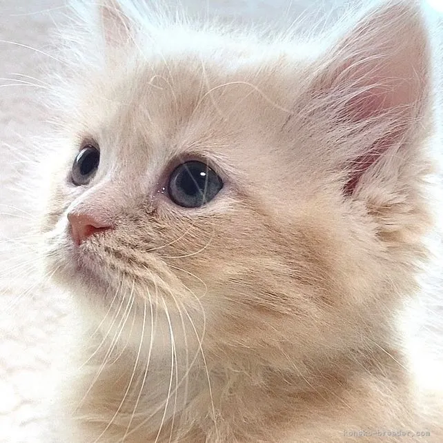 R 様のお迎えした子猫