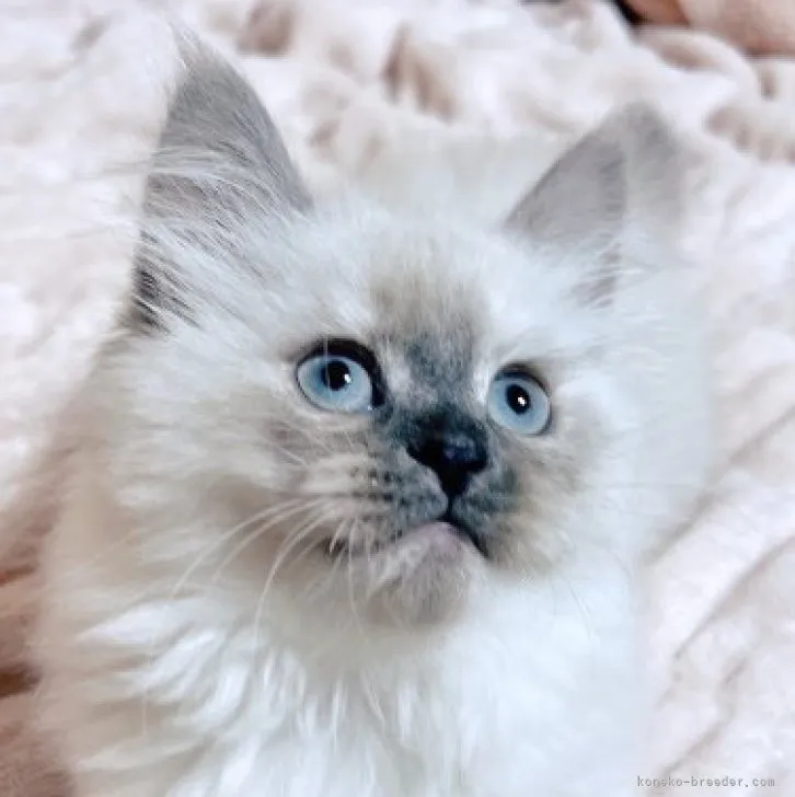 ID：2304-00005の子猫