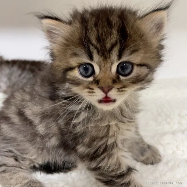 ID：2109-02771の子猫