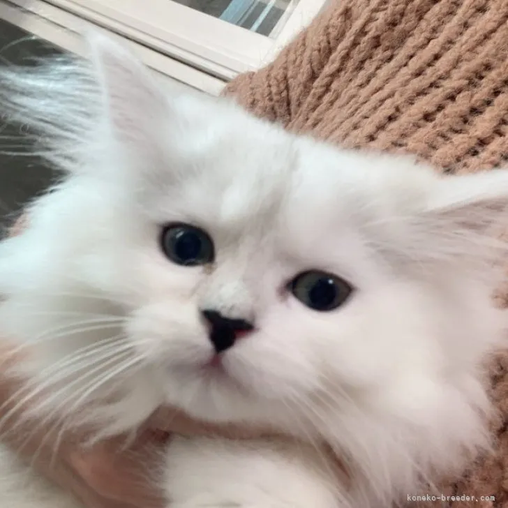 ID：2304-02687の子猫