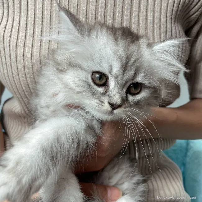 ID：2105-02690の子猫