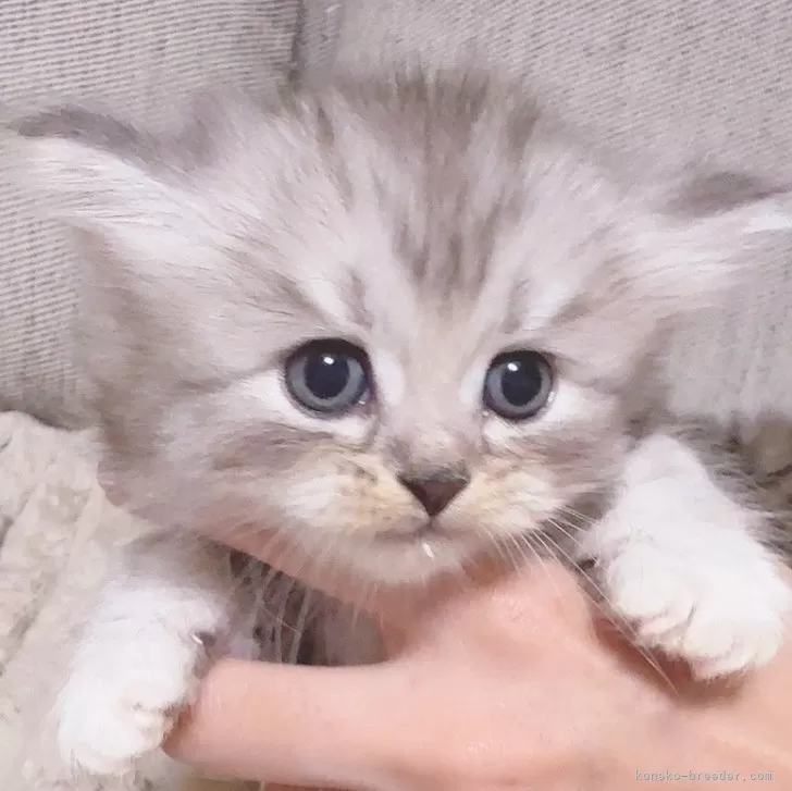 ID：2410-00276の子猫