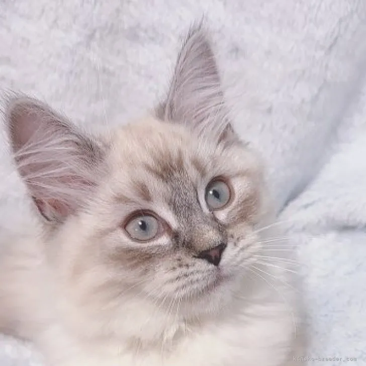 ID：2310-01813の子猫