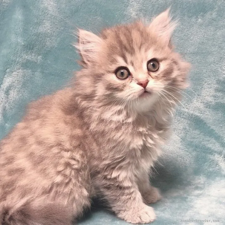 ID:2311-01575の子猫