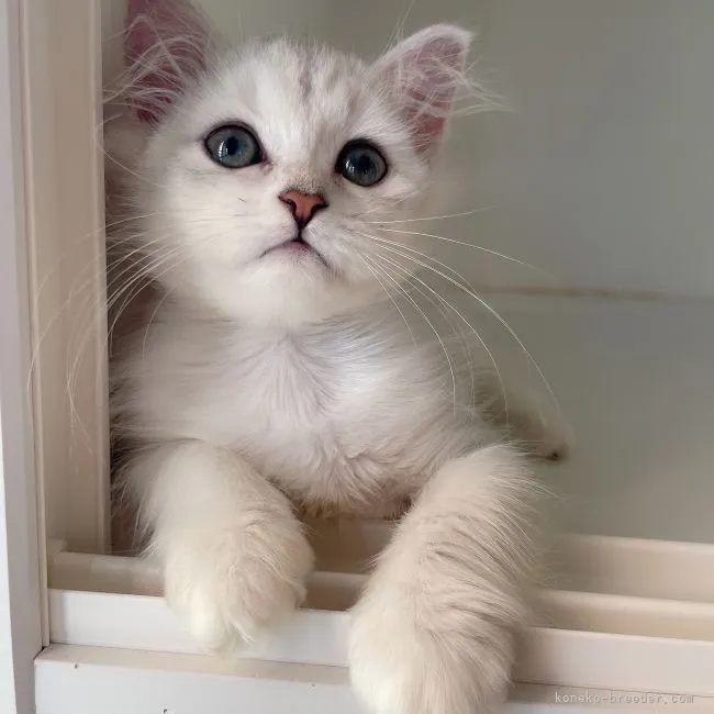 ちはる 様のお迎えした子猫
