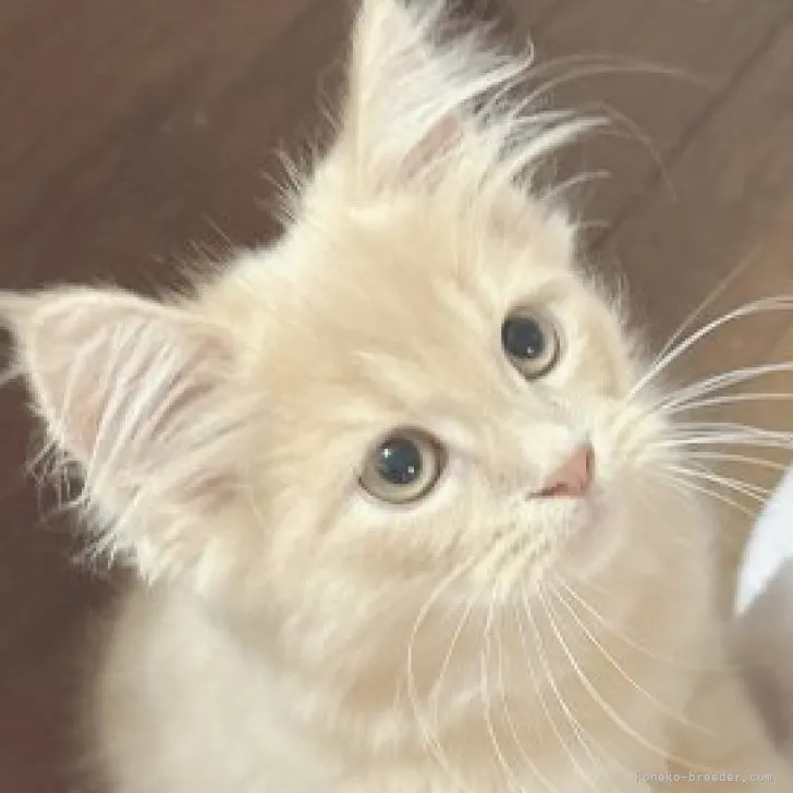 ID：2306-03110の子猫