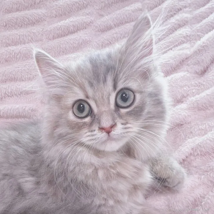 ID：2308-01960の子猫