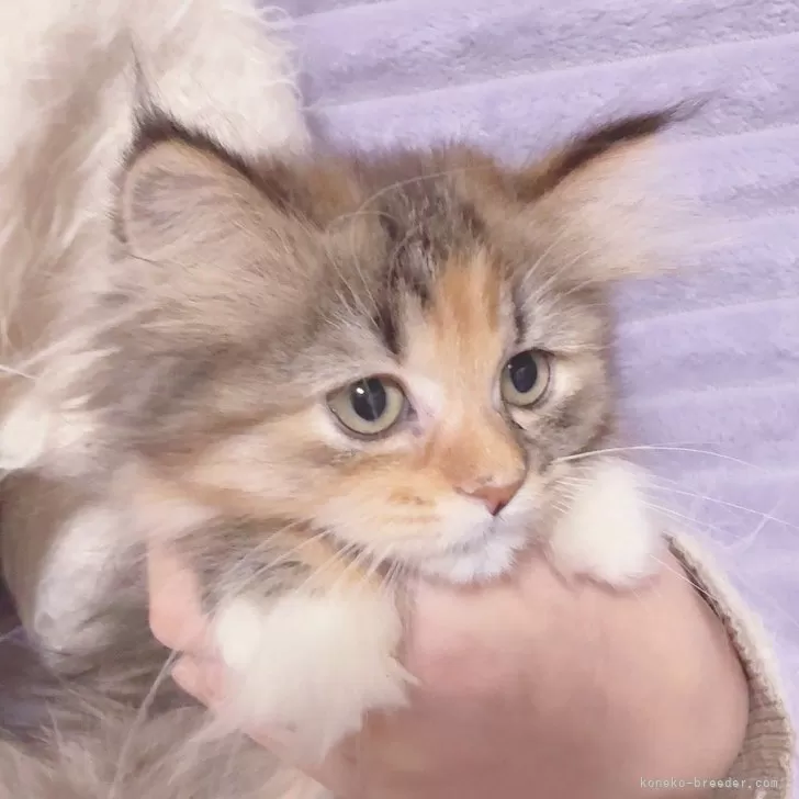 ID:2412-01357の子猫