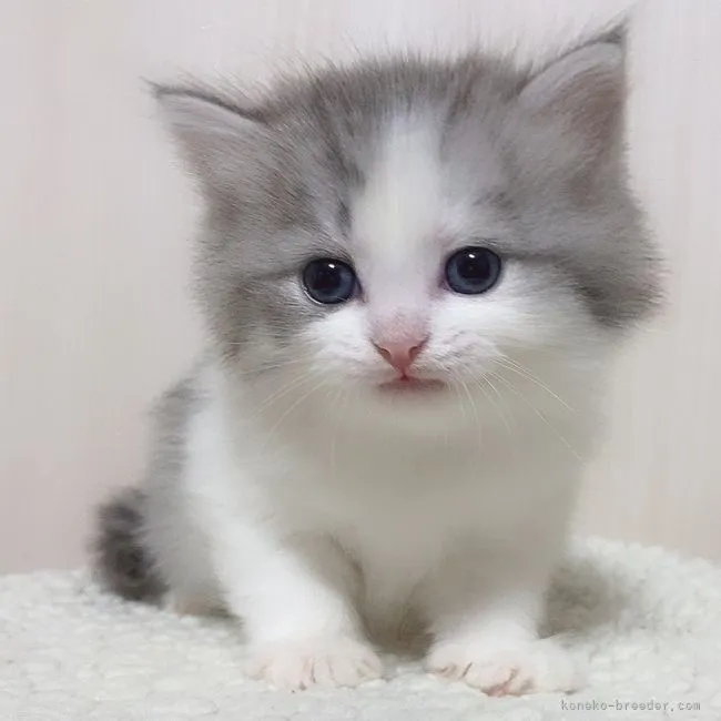 ID：2203-02374の子猫