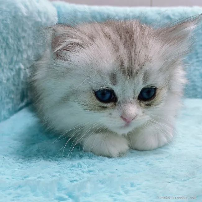 ID：2108-00594の子猫