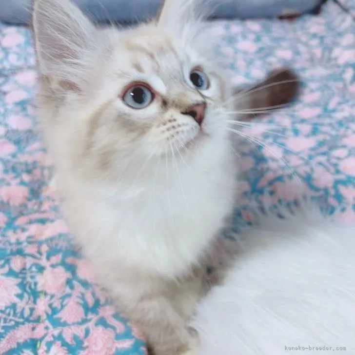 ID：2211-01306の子猫