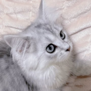 サイベリアン【東京都・女の子・2023年2月2日・シルバータビー🐻‍❄️（ふわふわコート）】の写真「綺麗なカラー👏好奇心旺盛の遊び好き✨人馴れ◎」