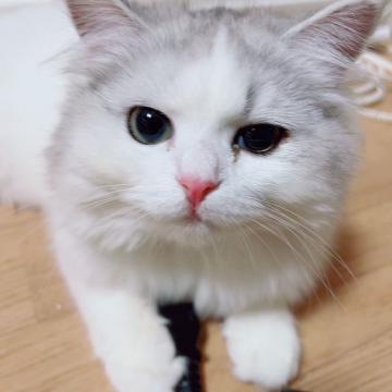 サイベリアン【東京都・女の子・2021年12月16日・シルバータビー&ホワイト（もふもふトリプルコート）】の写真「※第1希望の方の見学が入りました。」