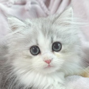 サイベリアン【東京都・男の子・2023年4月5日・シェーデッドシルバー（ふわふわコート✨♡）】の写真「シルバーカラーが美しい男の子👦お目目デカ👀」