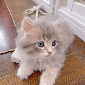 サイベリアン【東京都・男の子・2022年6月19日・ブルー（ふわもふトリプルコート）】の写真「可愛い」