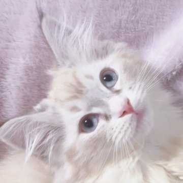 サイベリアン【東京都・女の子・2023年3月31日・シナモンリンクスポイント(ネヴァマスカレード)（ふわもふコート🫧✨）】の写真「夏のお値下げ🐻‍❄️見学可能❤️遺伝子検査充実🧬」