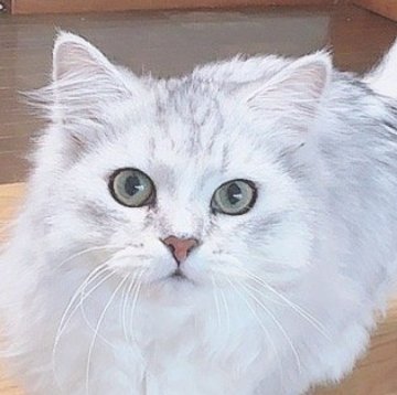 サイベリアン【東京都・男の子・2023年9月15日・シルバータビー(ジェイデットシルバー)（ふわもふコート）】の写真「超イケメン🏆ゴロゴロ喉を鳴らす男の子」