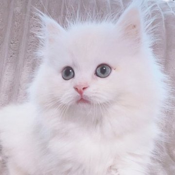 サイベリアン【東京都・男の子・2024年5月8日・シェーデッドクリーム】の写真「綺麗なカラー美男子くん🤍」