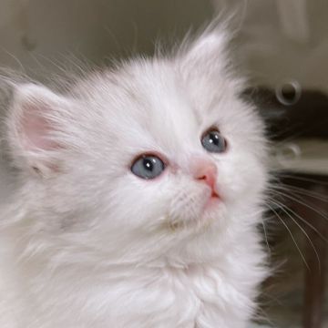 サイベリアン【東京都・女の子・2021年12月25日・シルバータビー&ホワイト（もふもふトリプルコート）】の写真「※この子を第1希望とする見学予約が入っています。」