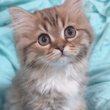 サイベリアン【東京都・女の子・2023年9月8日・ブラウンタビー&ホワイト❤️（ふわふわコート🫧🐻‍❄️）】の写真「遊ぶの大好き💕愛嬌のある可愛い子🐻」