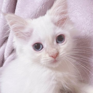 サイベリアン【東京都・男の子・2023年3月27日・クリームリンクスポイント(ネヴァマスカレード)（ふわふわコート🫧）】の写真「夏のお値下げ🐻‍❄️見学可能❤️遺伝子検査充実🧬」