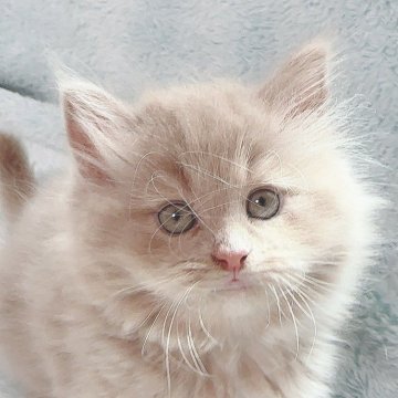 サイベリアン【東京都・男の子・2024年3月24日・フォーンカラー🤎】の写真「レアカラー🐱🤎親猫遺伝子検査多数🧬」