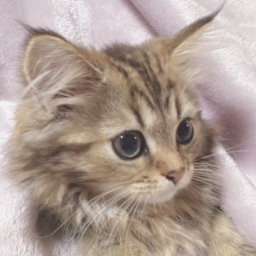 サイベリアン【東京都・女の子・2023年3月29日・ブラウンクラシックタビー❤️（ふわもふコート🫧）】の写真「お目目大きなの女の子🐻‍❄️かわいい❤️」