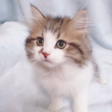 サイベリアン【東京都・男の子・2023年9月8日・ブラウンタビー🧡（ふわふわコート）】の写真「体格毛吹きがいい好奇心旺盛な男の子🩵ゴロゴロ」