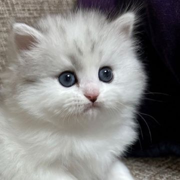 サイベリアン【東京都・男の子・2021年12月16日・シルバータビー&ホワイト（もふもふトリプルコート）】の写真「お父さん譲りのもふもふMAX☁️将来有望☁️」