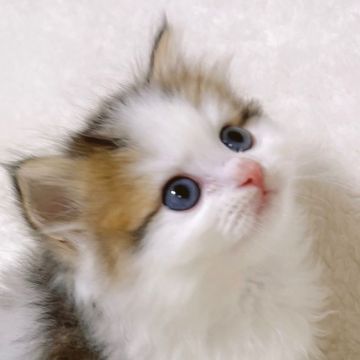 サイベリアン【東京都・男の子・2021年12月25日・ブラウンタビー&ホワイト（もふもふトリプルコート）】の写真「見学予定が決まりました。」