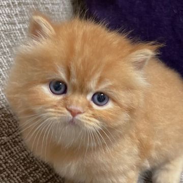 サイベリアン【東京都・女の子・2021年12月16日・レッドタビー（もふもふトリプルコート）】の写真「人懐こい❤️レッドタビーの女の子ちゃん👧」